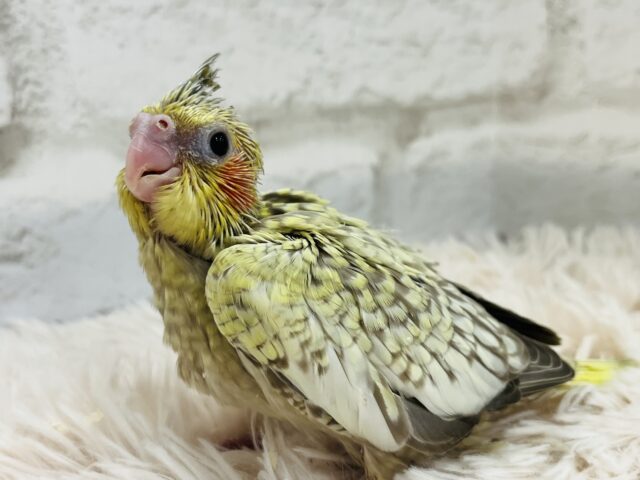 オカメインコ