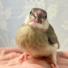 ✨最新画像✨アピール満開に咲き誇れ〜っ！！𓂃🌸𓈒𓏸桜文鳥(2024年10月生まれ)