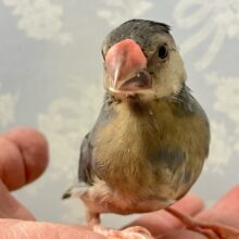 ✨最新画像✨キリリとスタイリッシュ系🫣💘桜文鳥(2024年9月生まれ)