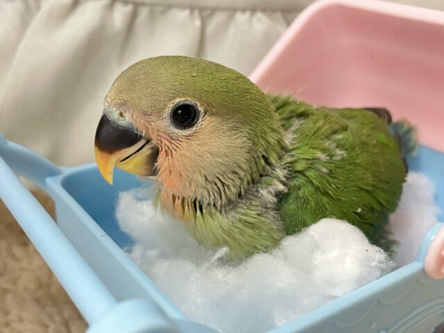 コザクラインコ（小桜インコ）