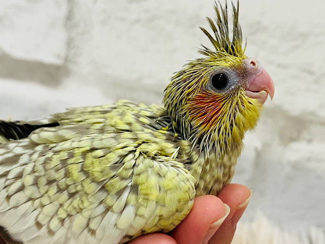 宝石みたいな羽色💎.*オカメインコ(シナモンパール) ヒナ