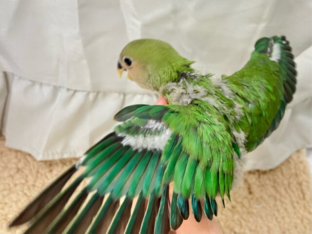 コザクラインコ（小桜インコ）