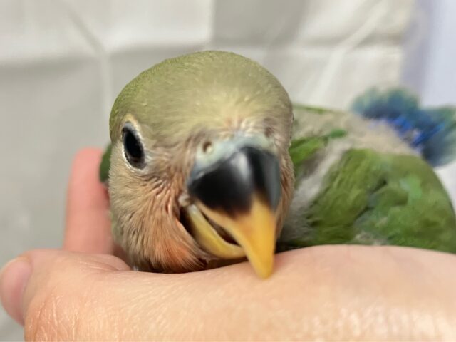 コザクラインコ（小桜インコ）