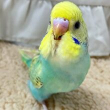 ✨最新画像✨爽快ミント🌱⋆｡夢の種花開け～🌷➰セキセイインコ(パステルレインボースパングル2024年10月生まれ)