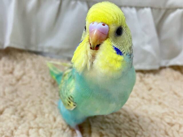✨最新画像✨爽快ミント🌱⋆｡夢の種花開け～🌷➰セキセイインコ(パステルレインボースパングル2024年10月生まれ)
