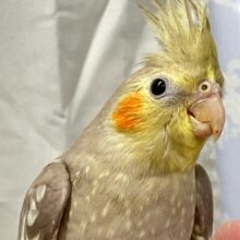 ✨最新画像✨ぐるっと注いで🌀💖ミルクティー🫖🫧 オカメインコ(シナモン2024年8月生まれ)