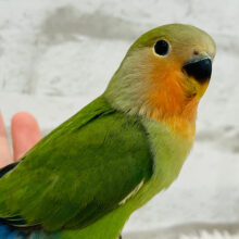 【最新画像・動画更新🪄】ほんわか系🫧コザクラインコ(ノーマル) ヒナ