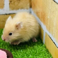 ギラギラ光る身体☆ロングサテンハムスターの男の子