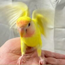 ✨最新画像✨太陽をも浴びるサンサンレモン🍋 .*゜⸒⸒⛅️コザクラインコ(ルチノー2024年10月生まれ)