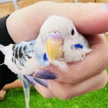飛ぶって楽しい♪陽気なセキセイインコ（ブルーパイド）