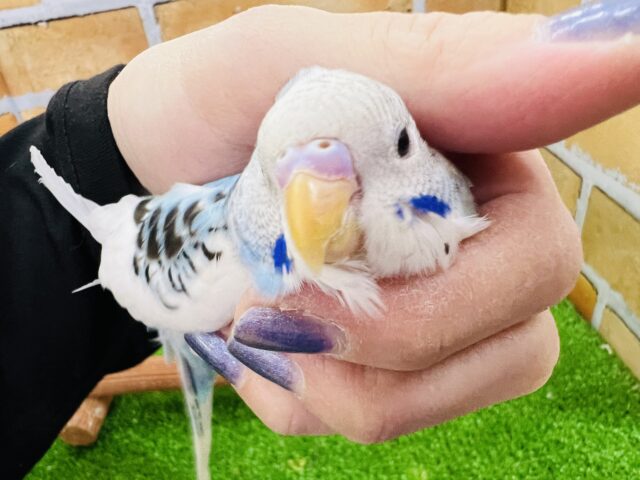 飛ぶって楽しい♪陽気なセキセイインコ（ブルーパイド）