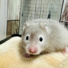 可愛すぎる💕セーブルハムスター(男の子)