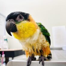 【最新画像更新🪄】黒い頭が魅力的な元気っ子💕ズグロシロハラインコ　