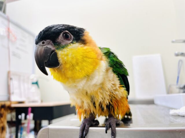 【最新画像更新🪄】黒い頭が魅力的な元気っ子💕ズグロシロハラインコ　