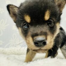 人が大好きな甘えん坊‼️柴犬の男の子