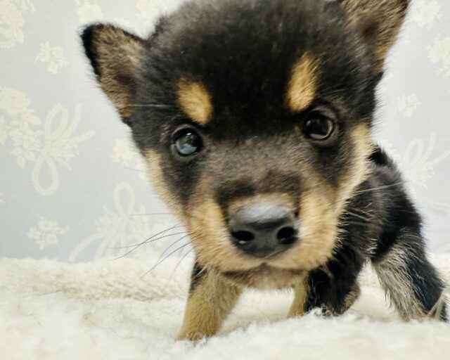 人が大好きな甘えん坊‼️柴犬の男の子