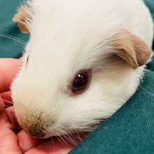 【最新画像更新🪄】冬に映える🫧いちご大福🍓🍡ロシアンスモークモルモット(アルビノ) 女の子