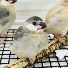 12/9更新☆ぱっちりお目目♡桜文鳥の雛〜♡