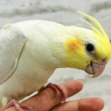 【最新画像・動画更新🪄もうすぐひとり餌‪☆】素敵な黄色い冠つけて👑✨オカメインコ(ルチノー) ヒナ