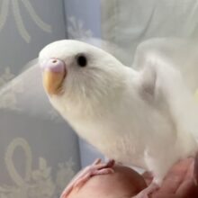 ✨最新画像✨ちっちゃ～な白鳥さんですっ‎🤍🕊⛄️‎セキセイインコ(白系2024年10月生まれ)