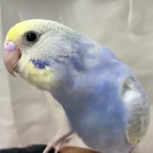 ✨最新画像✨夜に輝く一番星はだあれ？✨🌟✨セキセイインコ(レインボー2024年10月生まれ)
