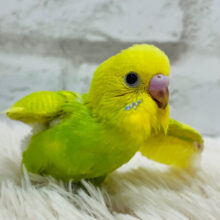 【最新画像更新🪄】ぽやぽやがーーポヨポヨで甘々ですっ☆　セキセイインコ　スパングル〜〜