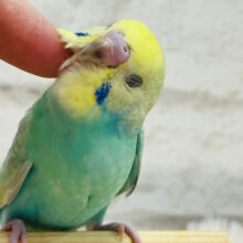 【最新画像更新🪄もうすぐひとり餌‪☆】　でっかい瞳のアツイ視線♩鳥こにしますっ　ごちゅうい　セキセイインコ　パステルカラーレインボー～～