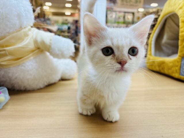 もうね…僕ね……甘えるの大好き♥マンチカンくん！