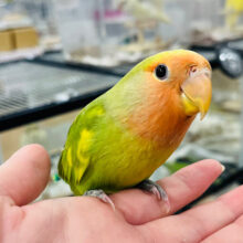 【最新画像更新🪄ひとり餌になりました！】ハッピーカラー💐✨コザクラインコ(タイガーチェリー) ヒナ