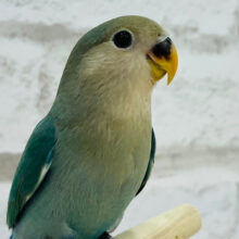 【最新画像更新🪄ひとり餌になりました！】まだまだたくさん甘えさせてね？🍼コザクラインコ(ブルーチェリー) ヒナ