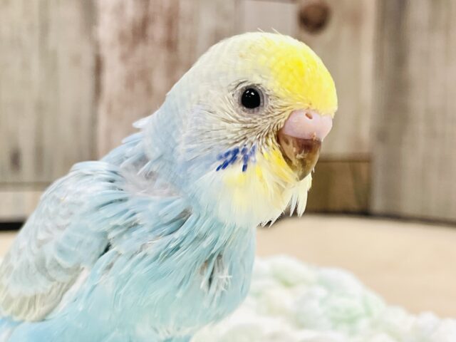 優しげなお目目❤︎セキセイインコ （パステルレインボー）ヒナ