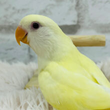 【最新画像更新🪄もうすぐひとり餌‪☆】ひよこみたいなかわい子ちゃん🐣コザクラインコ(クリーム) ヒナ