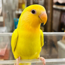 【最新画像更新🪄もうすぐひとり餌‪☆】太陽サンサン☀️みんなを照らすよ𖤐  ̖́-‬コザクラインコ(オレンジフェイスルチノー) ヒナ