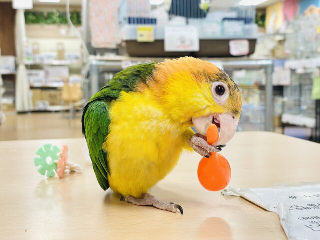 シロハラインコ