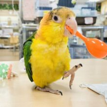 【最新画像更新🪄】行動が可愛すぎます♡♡シロハラインコ（女の子）