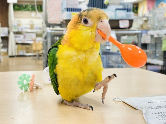 【最新画像更新🪄】行動が可愛すぎます♡♡シロハラインコ（女の子）