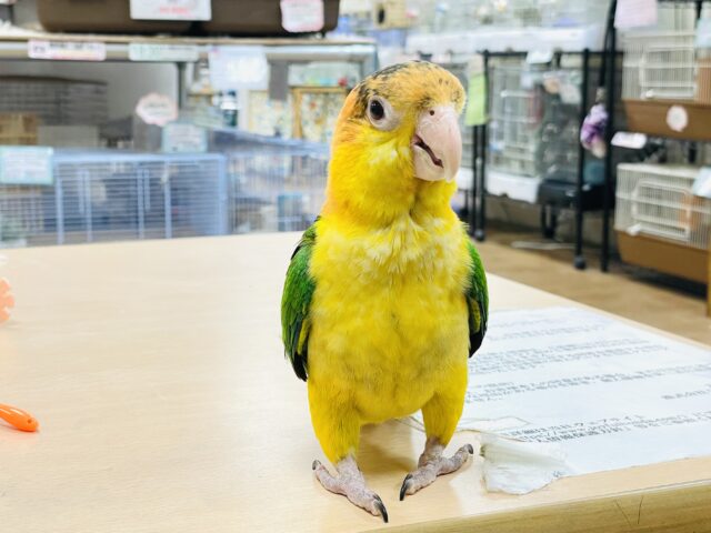 シロハラインコ