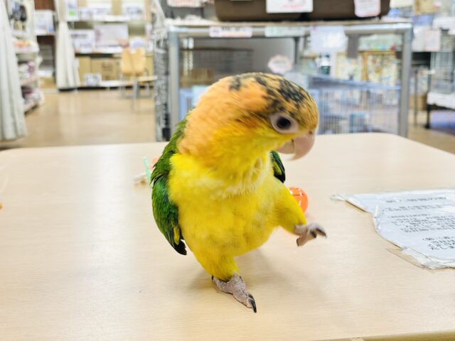 シロハラインコ