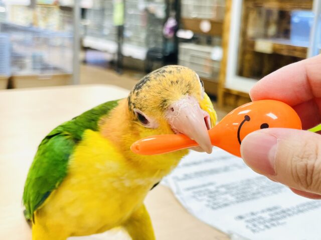 シロハラインコ