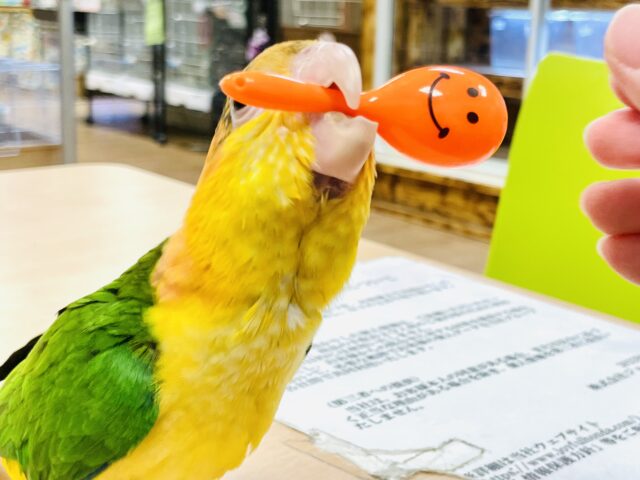 シロハラインコ