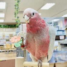 【最新画像・動画更新🪄】初々しい桃色の鳥さんです！モモイロインコ（若鳥）