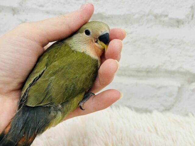 最新画像更新🪄】わたっ子🐣可愛い可愛いオリーブちゃん🫒コザクラインコ(オリーブ) ヒナ