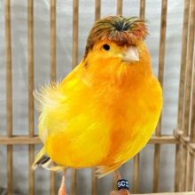 イエベ系サーモンお待ちっ！🧡 ̖́-グロスターカナリア(2024年4月生まれ)