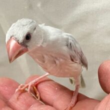 ✨最新画像✨銀に輝くアピール心🪄➰⭐️シルバー文鳥(2024年10月生まれ)