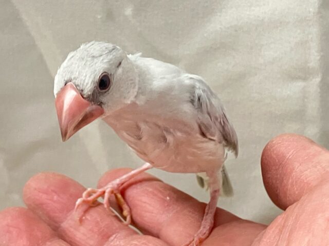 ✨最新画像✨銀に輝くアピール心🪄➰⭐️シルバー文鳥(2024年10月生まれ)