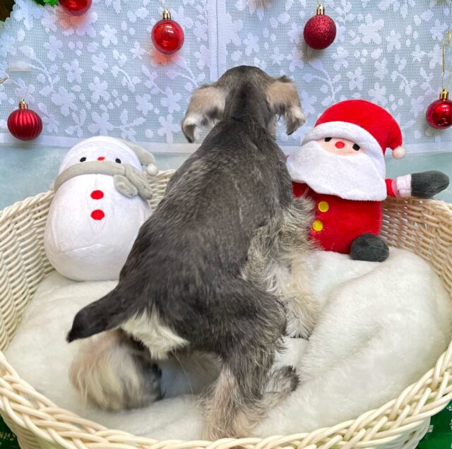 🐾最新画像ฅ🐾ついに来たぞぉ( *¯ ꒳¯*)ミニチュアシュナウザー🤍(ソルト&ペッパー)🩶女の子💞2024年9月28日生まれ ミニチュアシュナウザー