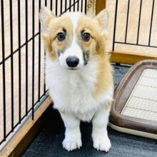 最新画像載ってます🌟人が大好きへそ天マンのコーギーくん💛