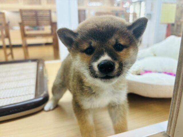 柴犬