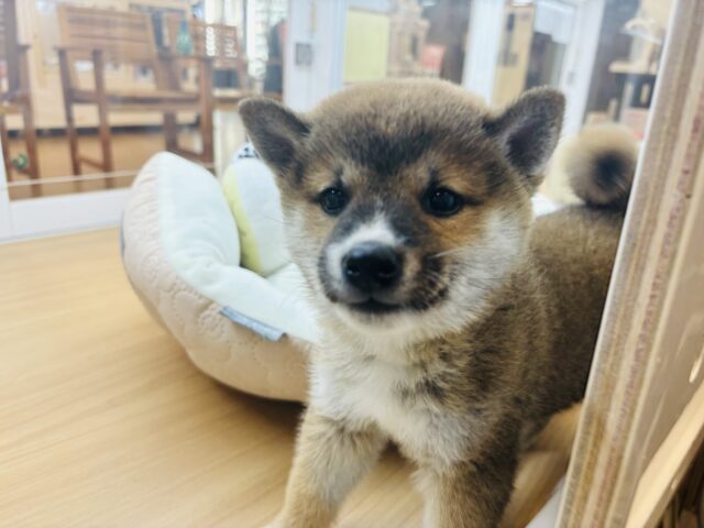 柴犬