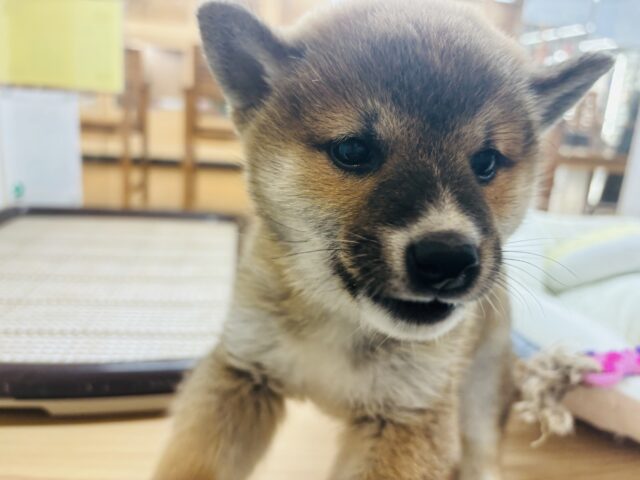 柴犬